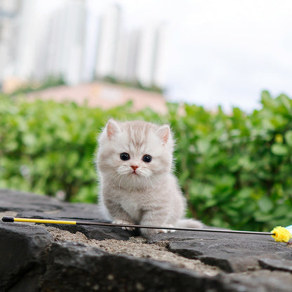 Munchkin - Rough (Male)