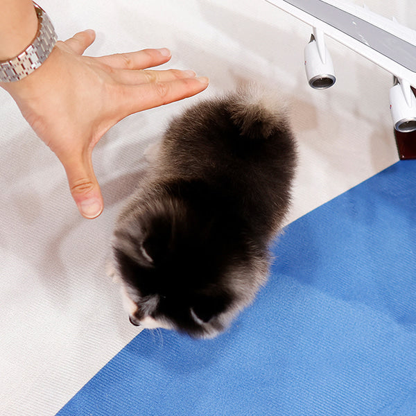 Pomsky - Dinggo (Female)