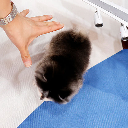 Pomsky - Dinggo (Female)