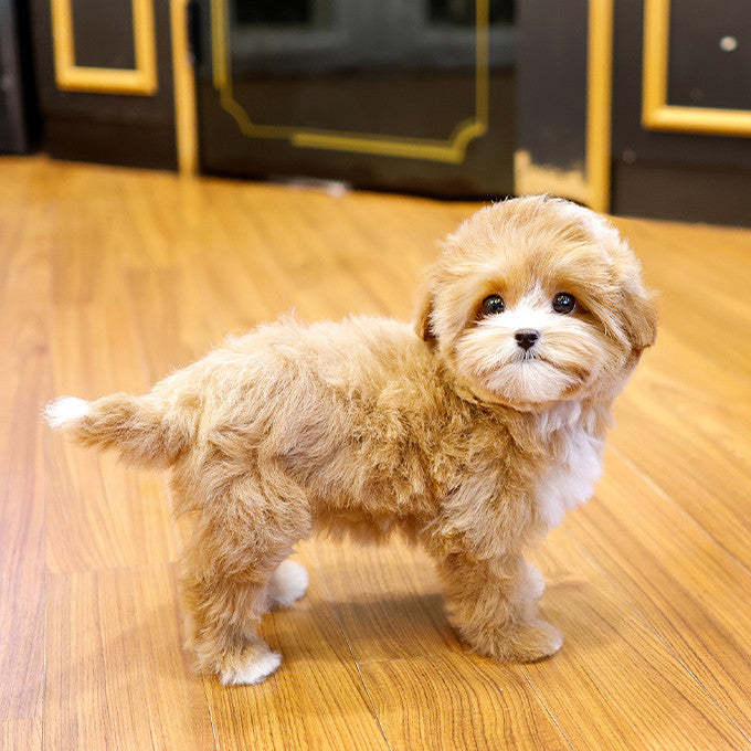 Maltipoo - Beoteo (Female)