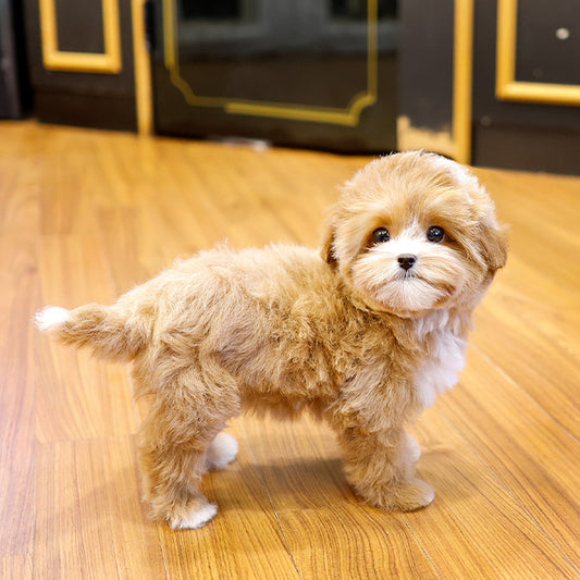 Maltipoo - Beoteo (Female)