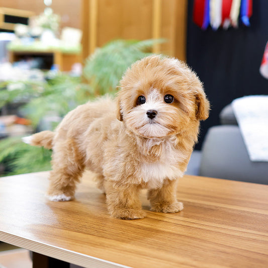 Maltipoo - Beoteo (Female)