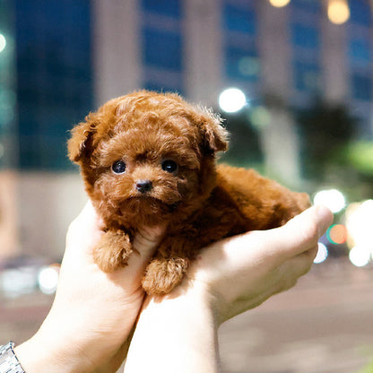 Poodle - Makong (Female)