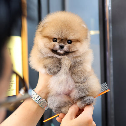 Pomeranian - Gimchi (Female)