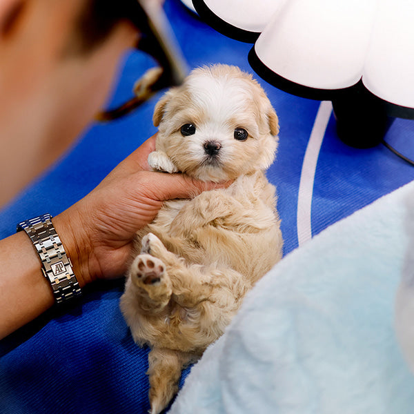 Maltipoo - Songi (Female)