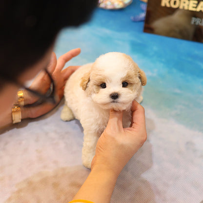 Poochon - Somyi (Male)