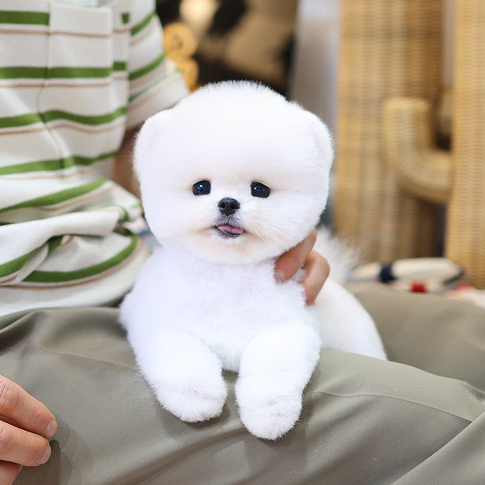 Pomeranian - Ppiru (Female)