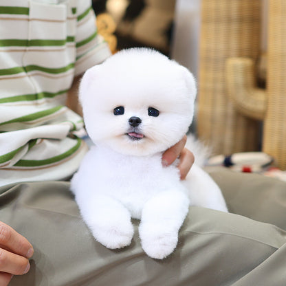 Pomeranian - Ppiru (Female)