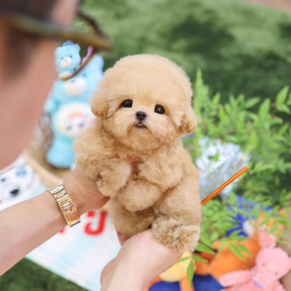Poodle - Peurim (Male)