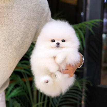 Pomeranian - Kaendi (Male)