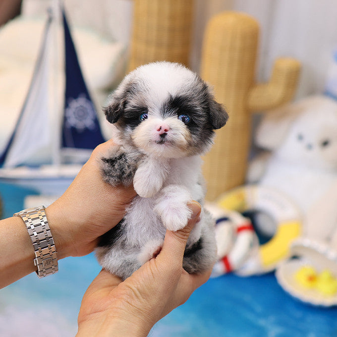 Maltipoo - Chewy (Female)