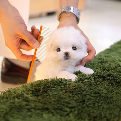 Maltese - Kkuri (Female)