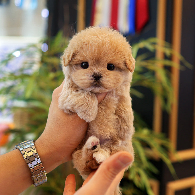 Maltipoo - Reo (Female)