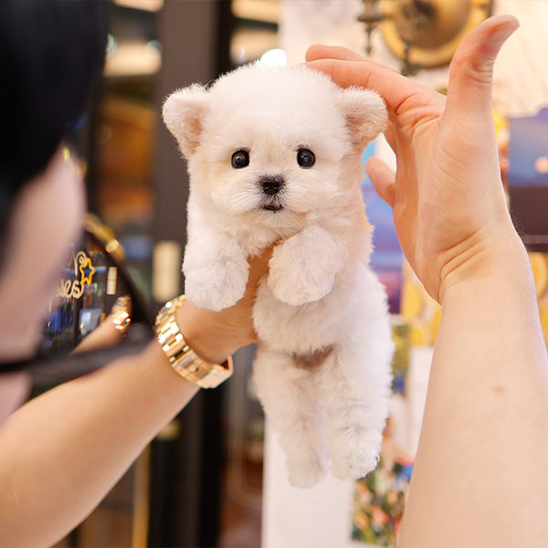 Bichonfrise - Baji (Male)