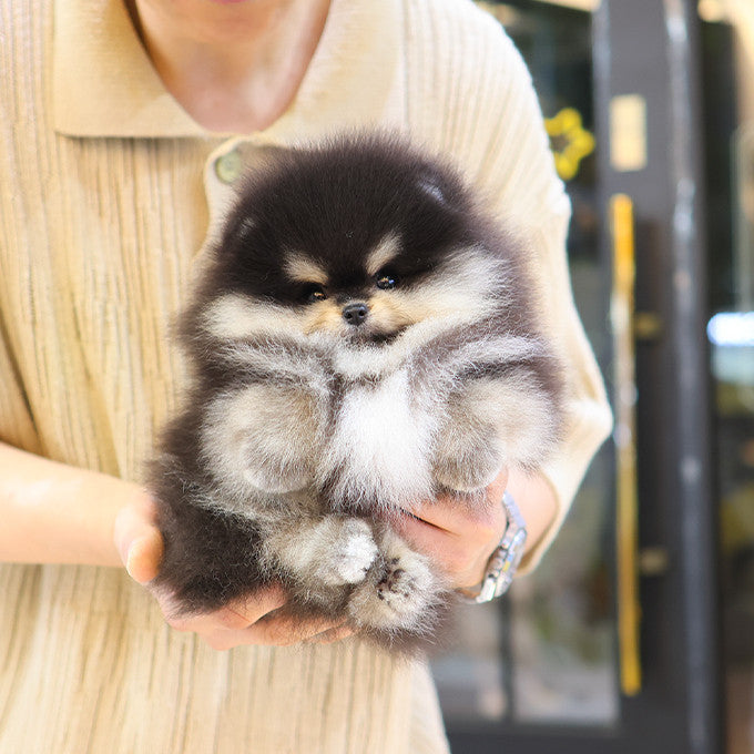 Pomeranian - Chamkkae (Male)