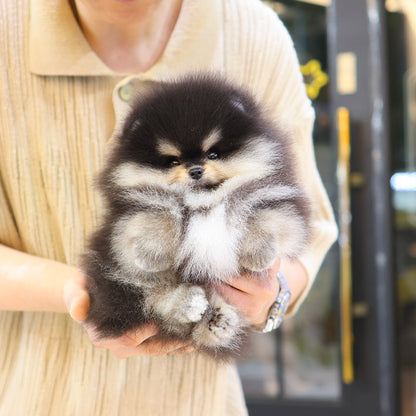 Pomeranian - Chamkkae (Male)