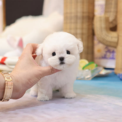 Bichon Frise - Chapssal (Female)