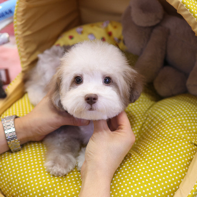 Poodle - Macao (Male)