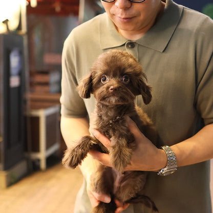 Maltipoo - Rona (Male)