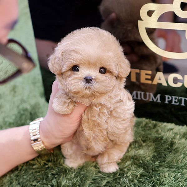 Maltipoo - Peter (Male)