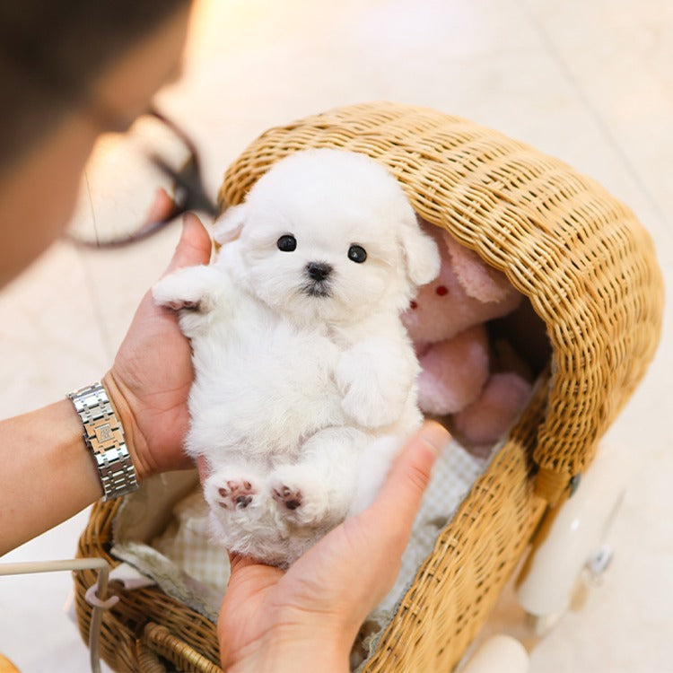 Bichinfrise - Bona (Male)