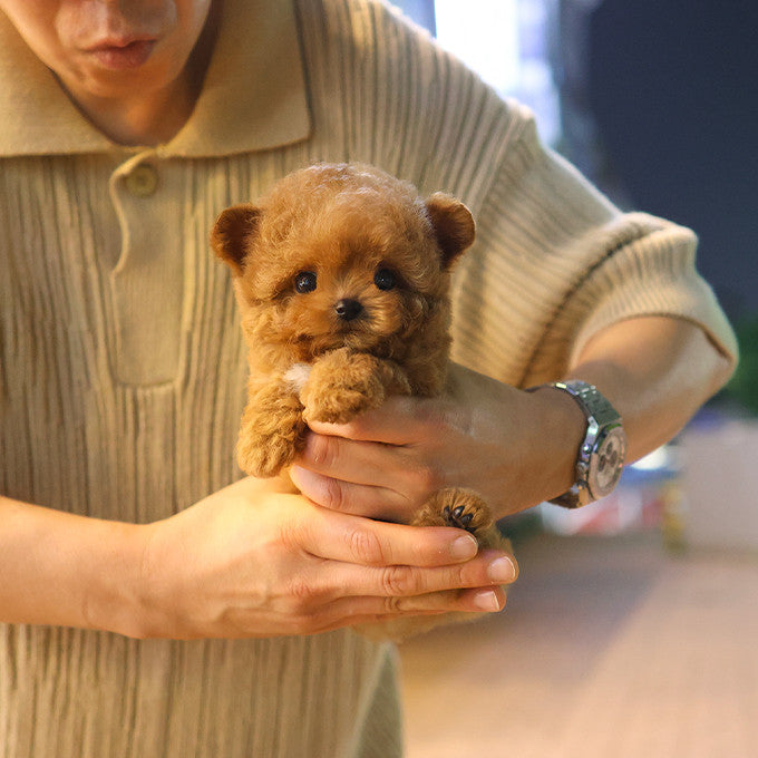 Poodle - Aro (Female)