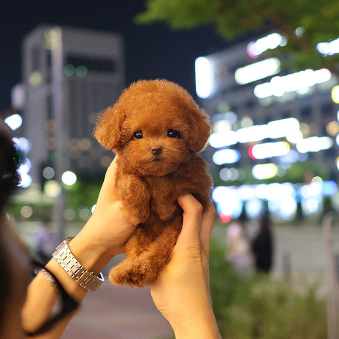 Poodle - Hobbang (Female)