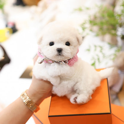 Bichonfrise - Chota (Female)