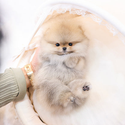 Pomeranian - Hoho (Male)