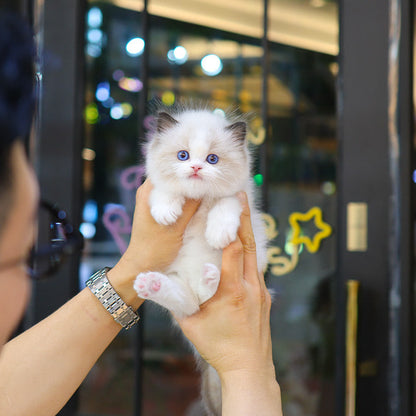 Ragdoll - Nara (Male)