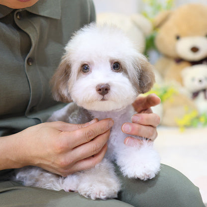 Poodle - Macao (Male)