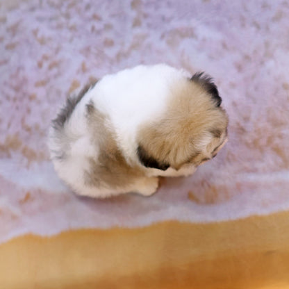 Coton de Tulear - Bangja (Male)