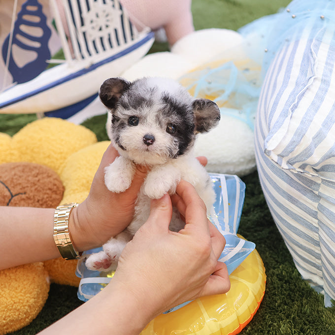Poodle - Seolgi (Female)