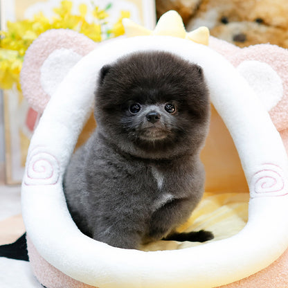 Pomeranian - Pia (Female)