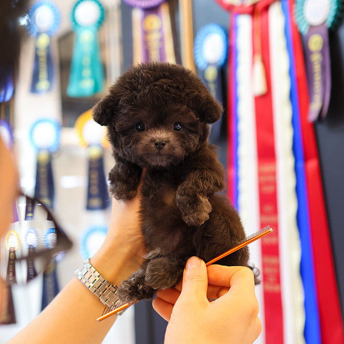 Poodle - Kkomdol (Male)