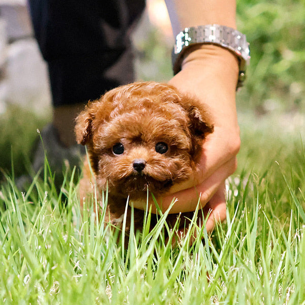 Poodle - Makong (Female)