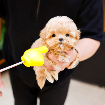 Maltipoo - Ijun (Male)
