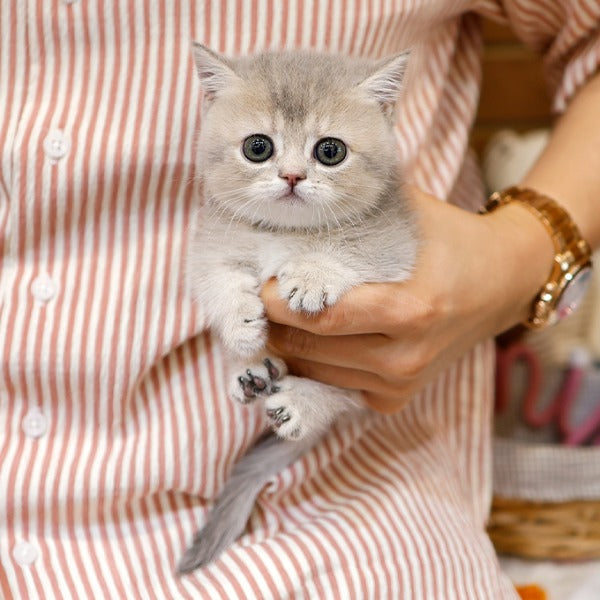 Munchkin - Kito (Female)