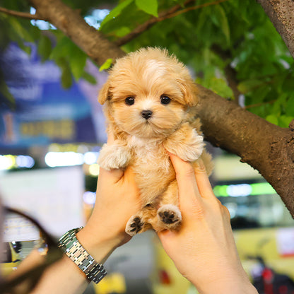 Maltipoo - Toffee (Male)