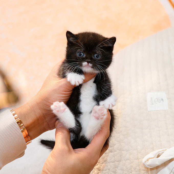 Munchkin - Gao (Male)