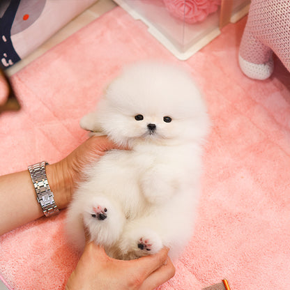 Pomeranian - Sugar (Male)