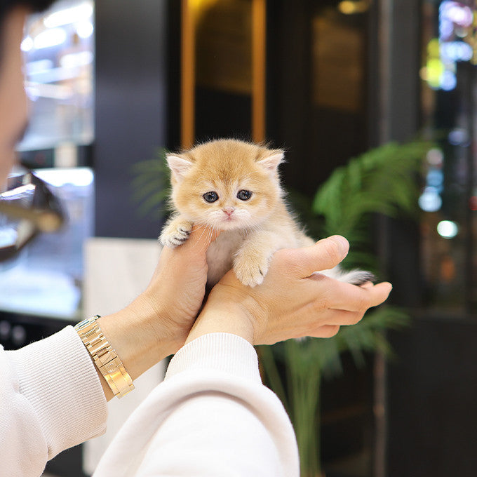 British shorthair - Ppippo (Female)