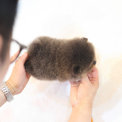 Pomeranian - Ddona (Male)