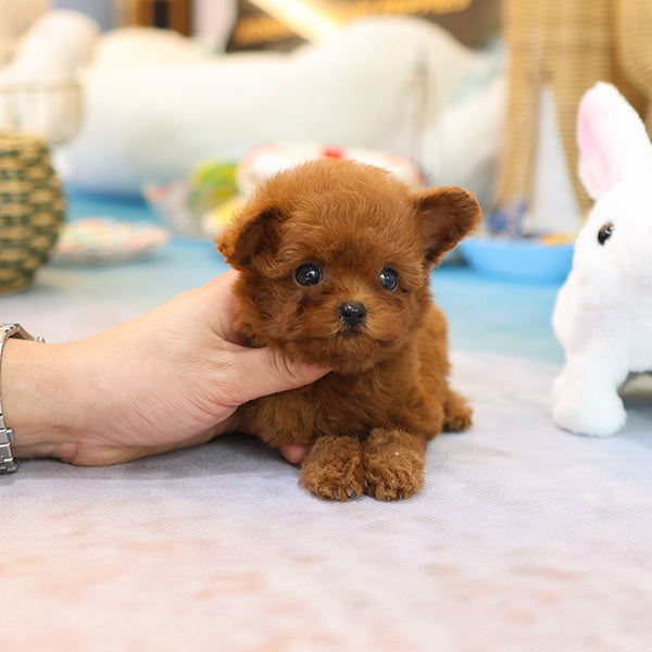 Poodle - Rini (Female)