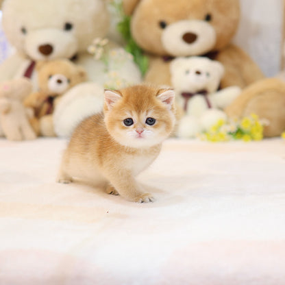 British shorthair - Ppippo (Female)