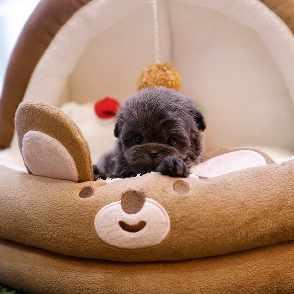 Maltipoo - Beulbi (Male)
