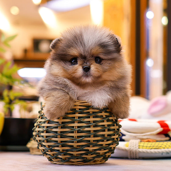 Pomeranian - Elmo (Female)