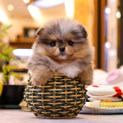 Pomeranian - Elmo (Female)