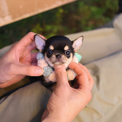 Chihuahua - Cocoa (Female)