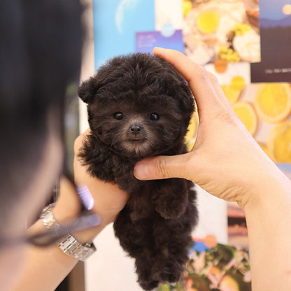 Poodle - melong (Male)